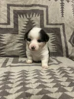 Merle Female 2 , a female Cardigan Welsh Corgi and Pembroke Welsh Corgi for sale in Maupin, OR – 4 of 4