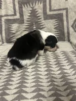 Merle Female 3 , a female Cardigan Welsh Corgi and Pembroke Welsh Corgi for sale in Maupin, OR – 5 of 6