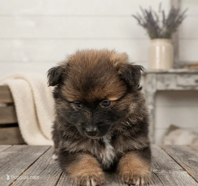 Ranger – Pomeranian puppy for sale in Wichita, KS