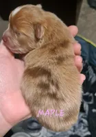 Maple, a female Pomeranian for sale in Wichita, KS – 2 of 5