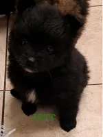 Jett, a male Pomeranian for sale in Wichita, KS – 3 of 6