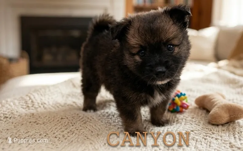 Canyon – Pomeranian puppy for sale in Wichita, KS