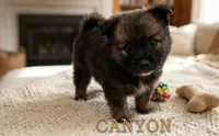 Canyon, a male Pomeranian for sale in Wichita, KS – 1 of 5