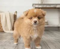 Maple, a female Pomeranian for sale in Wichita, KS – 1 of 5