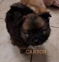 Canyon, a male Pomeranian for sale in Wichita, KS – 2 of 5