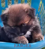 Ranger, a male Pomeranian for sale in Wichita, KS – 4 of 5