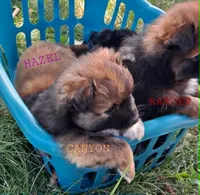 Canyon, a male Pomeranian for sale in Wichita, KS – 3 of 5