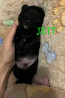Jett, a male Pomeranian for sale in Wichita, KS – 5 of 6