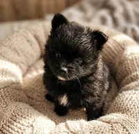 Jett, a male Pomeranian for sale in Wichita, KS – 2 of 6