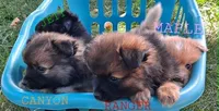 Ranger, a male Pomeranian for sale in Wichita, KS – 5 of 5