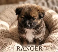 Ranger, a male Pomeranian for sale in Wichita, KS – 2 of 5