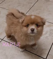 Maple, a female Pomeranian for sale in Wichita, KS – 5 of 5