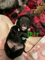 Jett, a male Pomeranian for sale in Wichita, KS – 6 of 6