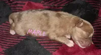 Maple, a female Pomeranian for sale in Wichita, KS – 3 of 5