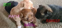 Maple, a female Pomeranian for sale in Wichita, KS – 4 of 5