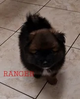 Ranger, a male Pomeranian for sale in Wichita, KS – 3 of 5
