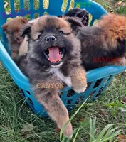 Canyon, a male Pomeranian for sale in Wichita, KS – 4 of 5