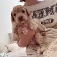 Apple, a male Bichon Frise and Poodle - Toy  for sale in Riverside, CA – 4 of 8