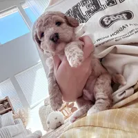 Apple, a male Bichon Frise and Poodle - Toy  for sale in Riverside, CA – 6 of 8