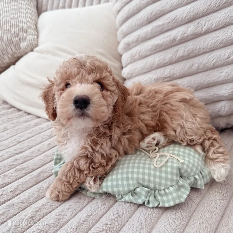 Apple – Bichon Frise, Poodle - Toy  puppy for sale in Riverside, CA