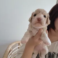 Tiffany, a female Poodle - Toy  for sale in Riverside, CA – 7 of 9