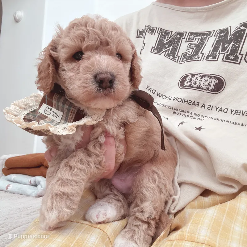 Apple – Bichon Frise, Poodle - Toy  puppy for sale in Riverside, CA