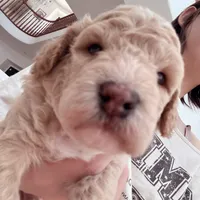 Apple, a male Bichon Frise and Poodle - Toy  for sale in Riverside, CA – 8 of 8