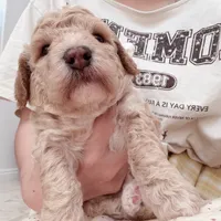 Apple, a male Bichon Frise and Poodle - Toy  for sale in Riverside, CA – 7 of 8