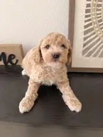 processed/b2d654e3-29be-4519-8cf1-fc214f5bbd38/listing/44896893-38ea-4288-b7af-019679b417c3/6f2cf081-ca83-46b1-8526-6583ba009593