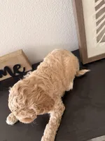 processed/b2d654e3-29be-4519-8cf1-fc214f5bbd38/listing/44896893-38ea-4288-b7af-019679b417c3/8ff55c15-a8ba-488a-bb89-dc0176f5add4