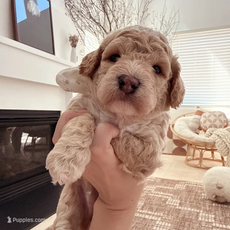 Apple – Bichon Frise, Poodle - Toy  puppy for sale in Riverside, CA