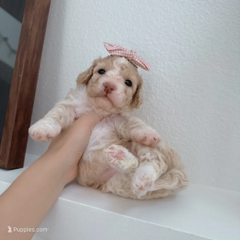 Tiffany – Bichpoo puppy for sale in Riverside, CA