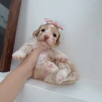 Tiffany, a female Poodle - Toy  for sale in Riverside, CA – 1 of 9
