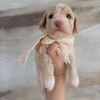 Tiffany, a female Poodle - Toy  for sale in Riverside, CA – 6 of 9