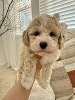 processed/b2d654e3-29be-4519-8cf1-fc214f5bbd38/listing/73862f50-e9f5-4ef1-925c-3e1fa9066b5f/3ad19e76-5ce3-4579-a7ce-0e1dcf1da8e9