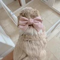 Tiffany, a female Poodle - Toy  for sale in Riverside, CA – 5 of 9