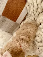 processed/b2d654e3-29be-4519-8cf1-fc214f5bbd38/listing/94456185-c78c-441f-8979-5ca5c60791ae/b37642ca-f1c4-4f3a-9117-3c570f9cc480