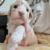 Tiffany, a female Poodle - Toy  for sale in Riverside, CA – 4 of 9