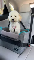 Tiffany, a female Poodle - Toy  for sale in Riverside, CA – 9 of 9