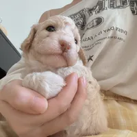 Tiffany, a female Poodle - Toy  for sale in Riverside, CA – 8 of 9
