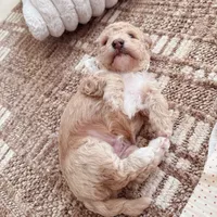 Apple, a male Bichon Frise and Poodle - Toy  for sale in Riverside, CA – 5 of 8