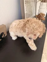 processed/b2d654e3-29be-4519-8cf1-fc214f5bbd38/listing/d75827bf-bd2c-4ab7-9e42-8862d73719cf/158ca833-cd54-4d31-8b18-ff356272ad2b