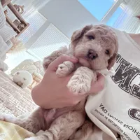 Apple, a male Bichon Frise and Poodle - Toy  for sale in Riverside, CA – 2 of 8