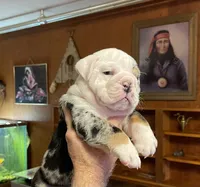 Billy, a male English Bulldog for sale in Des Moines, IA – 5 of 6