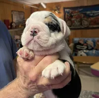 Billy, a male English Bulldog for sale in Des Moines, IA – 6 of 6