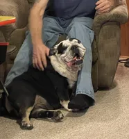 Peaches, a female English Bulldog for sale in Des Moines, IA – 3 of 3