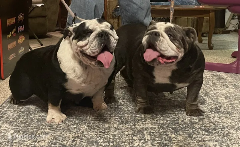 Peaches – English Bulldog puppy for sale in Des Moines, IA
