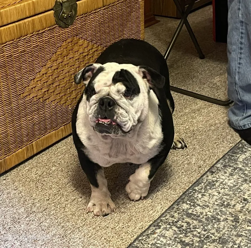 Peaches – English Bulldog puppy for sale in Des Moines, IA