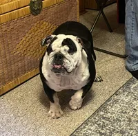 Peaches, a female English Bulldog for sale in Des Moines, IA – 1 of 3