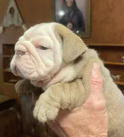 Sally, a female English Bulldog for sale in Des Moines, IA – Photo 2 of 4